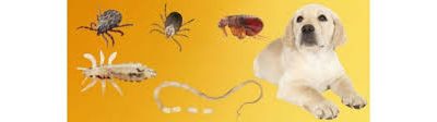 Antiparasitarios